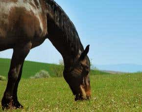 Could killer horse virus spread amongst humans?