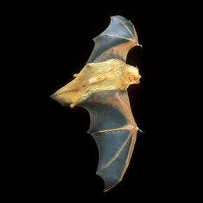How bats made the leap from gliding to flying