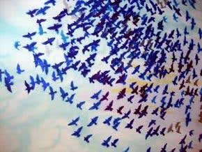 Cracking the mysteries of bird migration