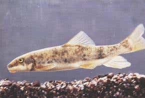 Mongrel fish is a mixture of three species