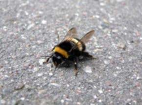 Bumblebees help close in on serial killers