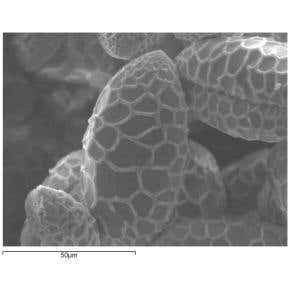 Pollen-coated bullet could make its mark on criminals