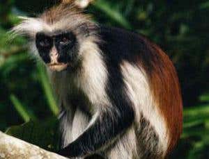 Half of world's primates face extinction