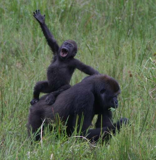 New Scientist. Science news and long reads from expert journalists, covering developments in science, technology, health and the environment on the website and the magazine.