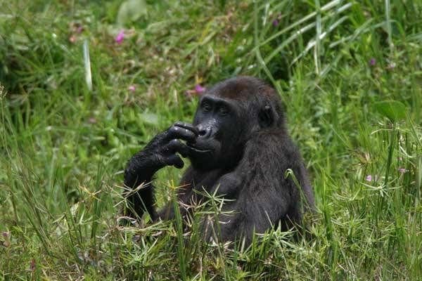 The census provides a more accurate figure by sending field workers far into the forests to find traces of the gorillas