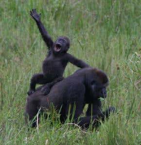 'Lost world' of gorillas discovered in the Congo