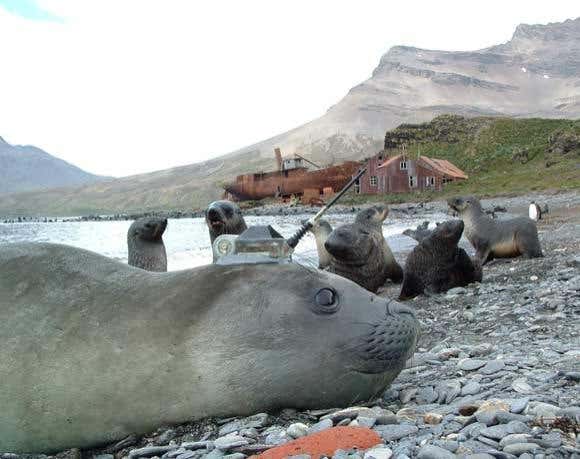 Elephant seals deployed to monitor Antarctic seas