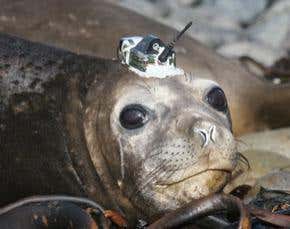 Elephant seals deployed to monitor Antarctic seas