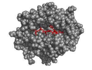 'Adapter plug' to turn antibodies into HIV killers