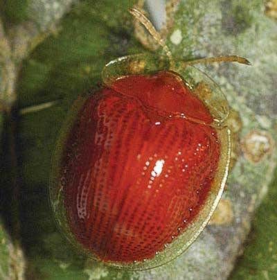 New Scientist. Science news and long reads from expert journalists, covering developments in science, technology, health and the environment on the website and the magazine.