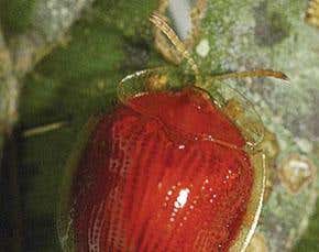 Bugs lead drug-hunters to medicinal treasure