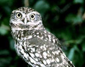 Hooting owls reveal motives of the dawn chorus