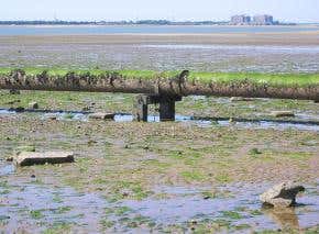 World's farmers turn to raw sewage for irrigation