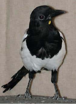 New Scientist. Science news and long reads from expert journalists, covering developments in science, technology, health and the environment on the website and the magazine.