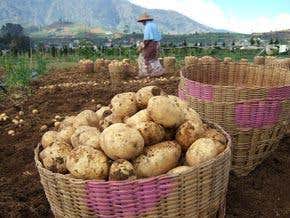 How the humble potato could feed the world