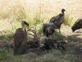 Rabies tragedy follows loss of India's vultures