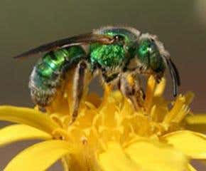 Parasitic flies force bees into drudgery