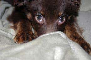 Dogs aren't stupid wolves; they are much smarter