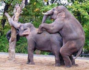 The sex lives of animals: A rough guide