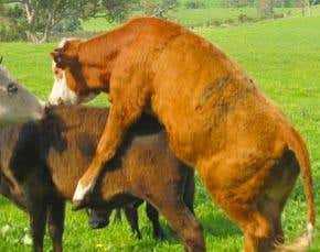 The sex lives of animals: A rough guide (part 2)