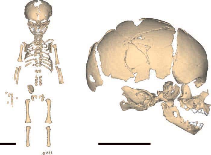 Virtual reconstruction of the Neanderthal newborn. (A) Skeleton. (B) Skull in right lateral view - scale bars, 5 cm 