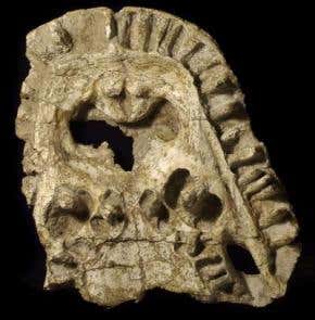 Giant killer newt had large teeth in odd places