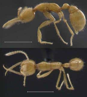 'Ant from Mars' found in Amazon jungle