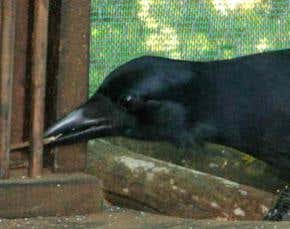 Crows make monkeys out of chimps in mental test