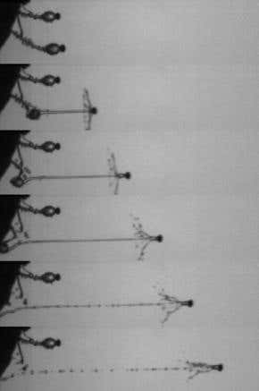 Fungi break acceleration record to escape dung