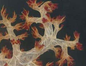 Reef search turns up hundreds of new species