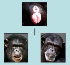 Chimps can recognise friends by their behinds