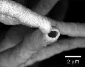 Metal-fungus hybrids make for more powerful catalysts