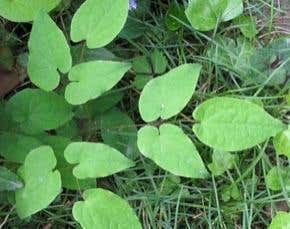 Horny goat weed could be better than Viagra