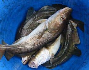 'Cod delusion' leaves devastated stocks on the brink