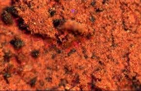 Phoenix finds evidence of past liquid water on Mars