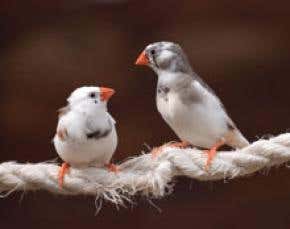 Hormones fine-tune finches' ear for a love song