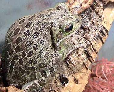 New Scientist. Science news and long reads from expert journalists, covering developments in science, technology, health and the environment on the website and the magazine.