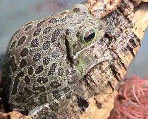 Tree frogs pick out the loudest call in the chorus
