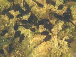 Promiscuous toads are just hedging their bets