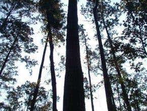 Synthetic trees drag water to new heights