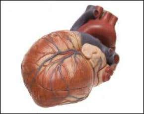 Artificial muscle could keep hearts beating