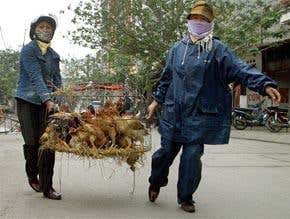 Watch out for the other bird flu