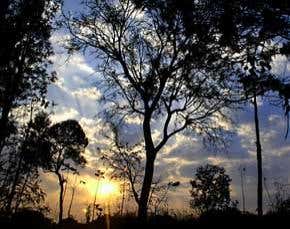 Plants' alarm clock genes found