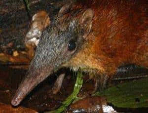 World's mammals are in crisis, Red List reveals