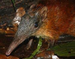 New Scientist. Science news and long reads from expert journalists, covering developments in science, technology, health and the environment on the website and the magazine.