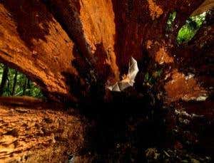 Gallery: Wildlife photographers of the year