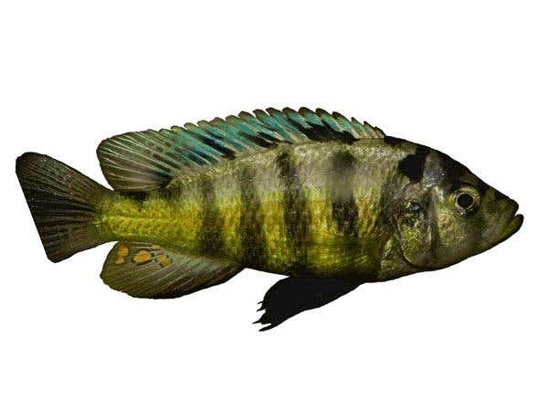 Red and blue cichlids living in the murkier waters near islands tend to mate together