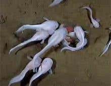 World's deepest living fish caught on film