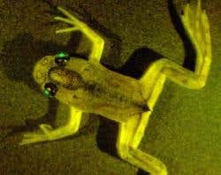 New Scientist. Science news and long reads from expert journalists, covering developments in science, technology, health and the environment on the website and the magazine.