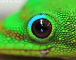Gecko-grip material aims to be the end of glue